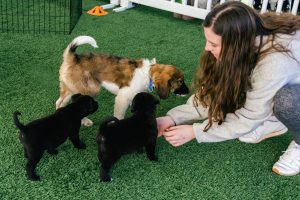 Waverly Puppy Bowl 2019