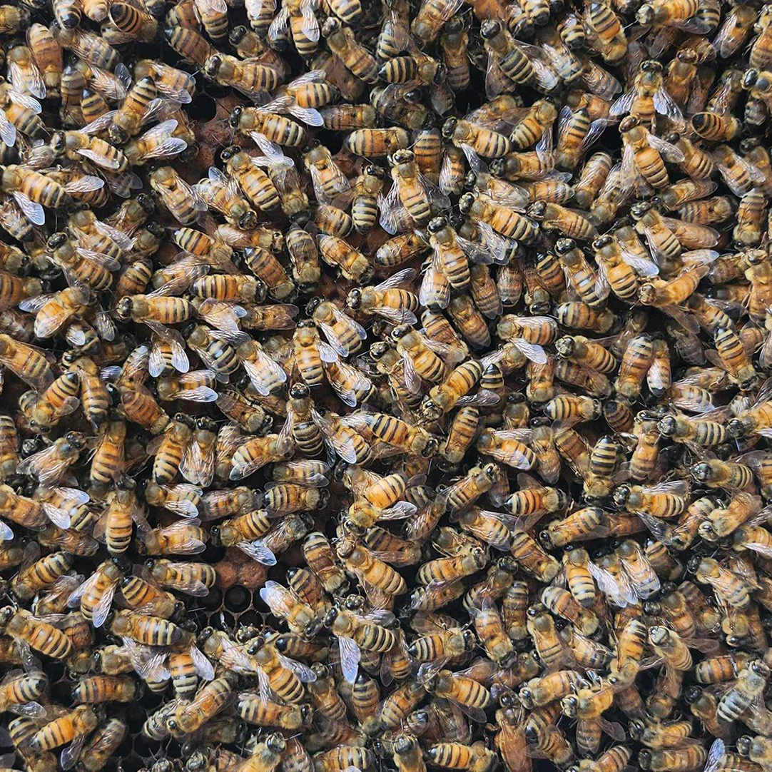 https://www.waverlyclt.com/wp-content/uploads/2022/10/honeybees-featured-image.jpg